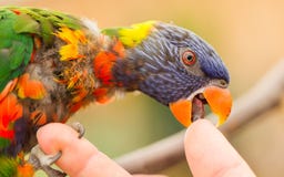 Australian Rainbow Lorikeet, Trichoglossus moluccanus royalty free stock photo Australian Rainbow Lorikeet, Trichoglossus moluccanus royalty free stock photo