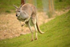 Australian Red Kangaroo Stock Photos