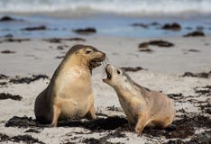 Pair Australian sea lion Neophoca cinerea playing on the beach at Seal Bay, Kangaroo Island, South Australia, Australia. stock images Pair Australian sea lion Neophoca cinerea playing on the beach at Seal Bay, Kangaroo Island, South Australia, Australia. stock images