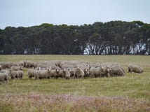 Australian Sheep Royalty Free Stock Images
