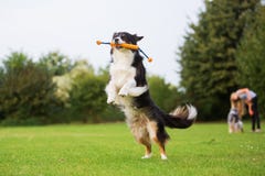 australian shepherd jumping fence jumping australian shepherd stock photos images u0026 pictures 376 australian shepherd jumping fence jumping australian shepherd stock photos images u0026 pictures 376