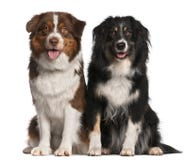 Australian Shepherd dogs royalty free stock images Australian Shepherd dogs royalty free stock images