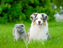 Australian shepherd puppy and scottish cat lying on green grass royalty free stock images Australian shepherd puppy and scottish cat lying on green grass royalty free stock images
