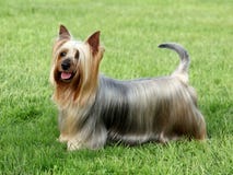 Australian Silky Terrier Stock Image