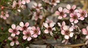 Australian Spring flowers Leptospernum tea tree