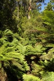 Australian tropical cold  forest green background