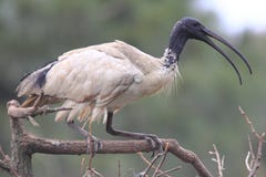 Australian White Ibis Bird Portrait Royalty Free Stock Photo Australian White Ibis Bird Portrait Royalty Free Stock Photo
