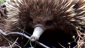 Australie, île de kangourou, excursion dans l'intérieur, fin vers le haut de vue d'un echidna timide banque de vidéos Australie, île de kangourou, excursion dans l'intérieur, fin vers le haut de vue d'un echidna timide banque de vidéos