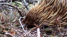 Australie, île de kangourou, excursion dans l'intérieur, fin vers le haut de vue d'un echidna timide banque de vidéos Australie, île de kangourou, excursion dans l'intérieur, fin vers le haut de vue d'un echidna timide banque de vidéos