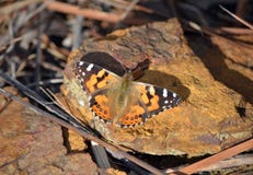 Australier målad dam Butterfly, arkivbild Australier målad dam Butterfly, arkivbild