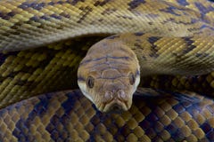 Australier scheuern Pythonschlange/Morelia-kinghorni Stockfotos Australier scheuern Pythonschlange/Morelia-kinghorni Stockfotos