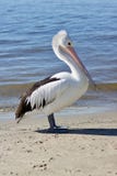 Australijska pelikana Lub Pelecanus Conspicillatus pozycja Na piasku Z Wodnym chlupotem Delikatnie Za - wizerunkiem zdjęcia stock Australijska pelikana Lub Pelecanus Conspicillatus pozycja Na piasku Z Wodnym chlupotem Delikatnie Za - wizerunkiem zdjęcia stock