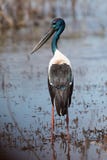 Australische Jabiru of zwart-Necked Ooievaar royalty-vrije stock afbeeldingen Australische Jabiru of zwart-Necked Ooievaar royalty-vrije stock afbeeldingen