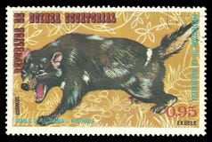 Australische Tiere, tasmanischer Teufel lizenzfreie stockfotos Australische Tiere, tasmanischer Teufel lizenzfreie stockfotos