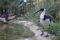 Australische Witte Ibis stock afbeeldingen Australische Witte Ibis stock afbeeldingen
