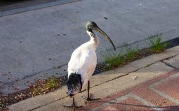 Australische Witte Ibis op stoep stock afbeelding Australische Witte Ibis op stoep stock afbeelding