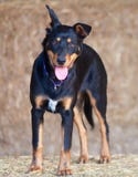 Australischer Kelpie-Welpe lizenzfreie stockfotos Australischer Kelpie-Welpe lizenzfreie stockfotos