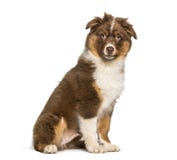 Australischer Schäferhund, der gegen weißen Hintergrund sitzt Stockfotografie Australischer Schäferhund, der gegen weißen Hintergrund sitzt Stockfotografie