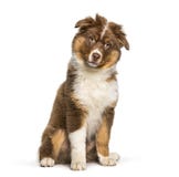 Australischer Schäferhund, der gegen weißen Hintergrund sitzt Lizenzfreie Stockbilder Australischer Schäferhund, der gegen weißen Hintergrund sitzt Lizenzfreie Stockbilder