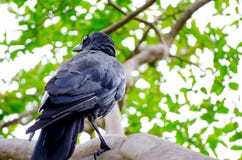 Australisk korpsvart galande på filialen av trädet på en botanisk trädgård arkivbild Australisk korpsvart galande på filialen av trädet på en botanisk trädgård arkivbild