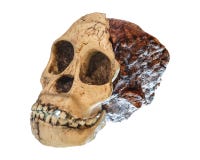 Australopithecusafricanusskalle Taung barn Daterat till 2 5 miljon år sedan Upptäckt i 1924 i en kalkstenvillebrådnea royaltyfri fotografi Australopithecusafricanusskalle Taung barn Daterat till 2 5 miljon år sedan Upptäckt i 1924 i en kalkstenvillebrådnea royaltyfri fotografi