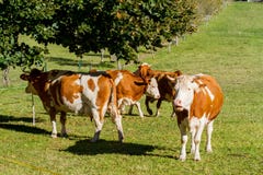 Austria Nabiał krowy pasają w wysokogórskiej łące otaczającej Alps zdjęcia stock Austria Nabiał krowy pasają w wysokogórskiej łące otaczającej Alps zdjęcia stock