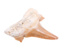 Authentic fossilized prehistoric shark tooth from Morocco Stock Images Authentic fossilized prehistoric shark tooth from Morocco Stock Images