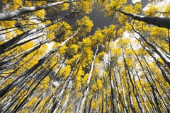Automne d'or Aspen Tree Forest en montagnes du Colorado image stock Automne d'or Aspen Tree Forest en montagnes du Colorado image stock