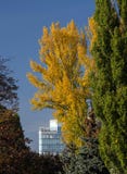 Automne dans la ville Un bâtiment moderne entre les arbres avec le jaune part contre un ciel bleu images stock Automne dans la ville Un bâtiment moderne entre les arbres avec le jaune part contre un ciel bleu images stock