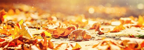 Automne drapeau Le fond des feuilles d'automne en parc sur terre, jaune part dans le parc d'automne Feuilles d'automne de forêt d photos libres de droits Automne drapeau Le fond des feuilles d'automne en parc sur terre, jaune part dans le parc d'automne Feuilles d'automne de forêt d photos libres de droits