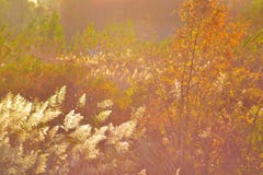 autum стоковое фото autum стоковое фото