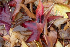 Autumm sta venendo, le foglie ha caduta immagine stock Autumm sta venendo, le foglie ha caduta immagine stock