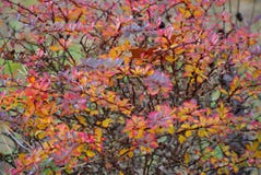 Autumn Abstract gekleurd art. stock afbeelding Autumn Abstract gekleurd art. stock afbeelding