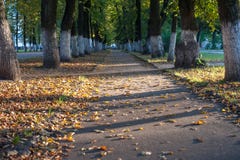Autumn alley shade and dry yellow leaves stock photos Autumn alley shade and dry yellow leaves stock photos