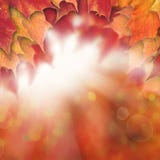 Autumn Background with Fall Maple Leaves and Sun Glow royalty free stock images Autumn Background with Fall Maple Leaves and Sun Glow royalty free stock images