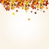 Autumn Background With Leaves Royalty Free Stock Images