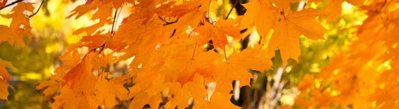 https://thumbs.dreamstime.com/t/autumn-banner-background-yellow-maple-leaves-panorama-45756761.jpg