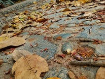The Autumn is beautiful stock photography The Autumn is beautiful stock photography