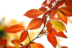 Autumn birch leaves against white background vector illustration Autumn birch leaves against white background vector illustration