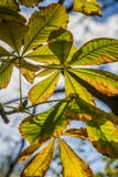 Autumn Chestnut Leafs Royalty Free Stock Photos Autumn Chestnut Leafs Royalty Free Stock Photos