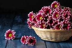 autumn chrysanthemum flowers in a basket on a dark blue wooden table stock photo autumn chrysanthemum flowers in a basket on a dark blue wooden table stock photo
