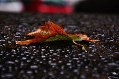 Autumn colorful leaf lying on the roof of the car royalty free stock photos Autumn colorful leaf lying on the roof of the car royalty free stock photos