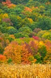 Autumn colors behind a field of ripe corn ready for harvest in a Stock Photography Autumn colors behind a field of ripe corn ready for harvest in a Stock Photography