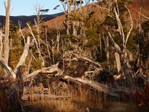 Autumn colors of the subpolar beech forests of Navarino island, Chile - the world’s southernmost forests stock photography Autumn colors of the subpolar beech forests of Navarino island, Chile - the world’s southernmost forests stock photography