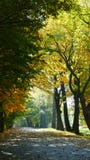 Autumn Colors Verander de kleur van de boombladeren stock fotografie Autumn Colors Verander de kleur van de boombladeren stock fotografie