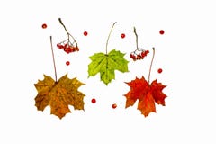 Autumn composition. Pattern made of autumn berries and leaves. stock images Autumn composition. Pattern made of autumn berries and leaves. stock images