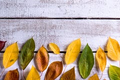 Autumn composition. Various colorful leaves. Studio shot, wooden Royalty Free Stock Images Autumn composition. Various colorful leaves. Studio shot, wooden Royalty Free Stock Images