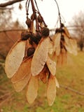 Autumn dry seed, macro, in the park stock photos Autumn dry seed, macro, in the park stock photos
