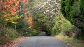 Autumn and fall down a country road royalty free stock image Autumn and fall down a country road royalty free stock image