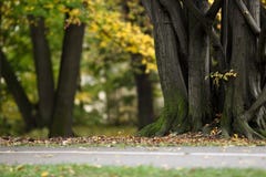 Autumn/Fall In A Park Royalty Free Stock Images Autumn/Fall In A Park Royalty Free Stock Images